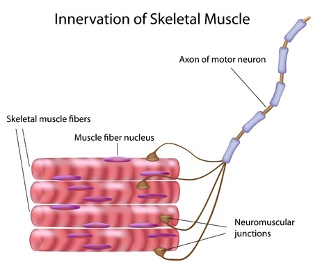 skeletal muscle